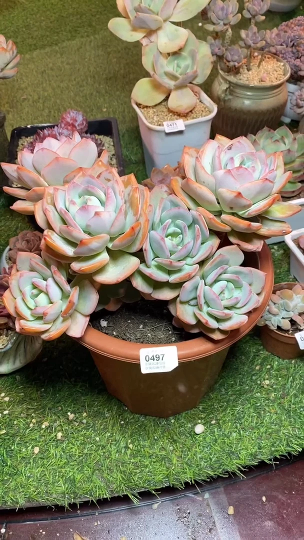 【闪购商品】0497