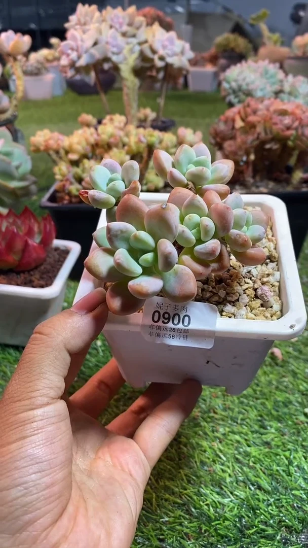 【闪购商品】0900