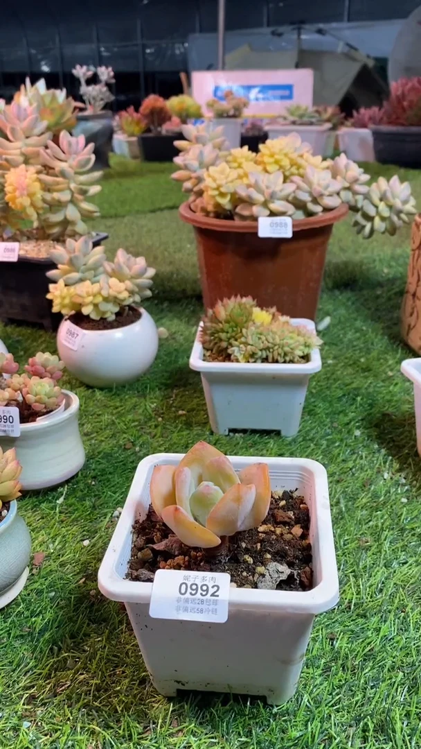 【闪购商品】0992