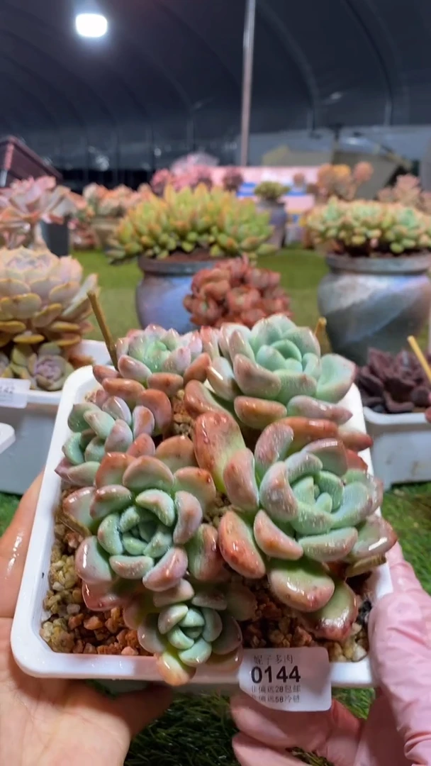 【闪购商品】0144