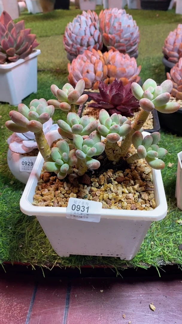 【闪购商品】0931