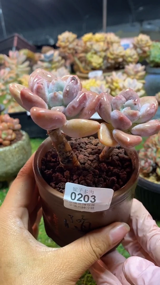 【闪购商品】0203