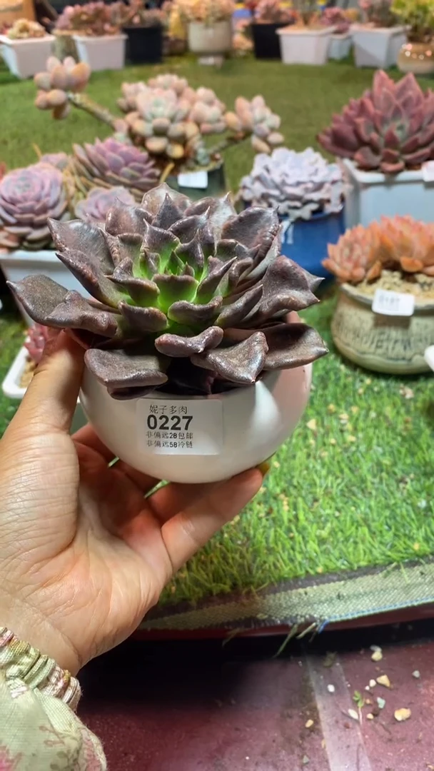 【闪购商品】0227