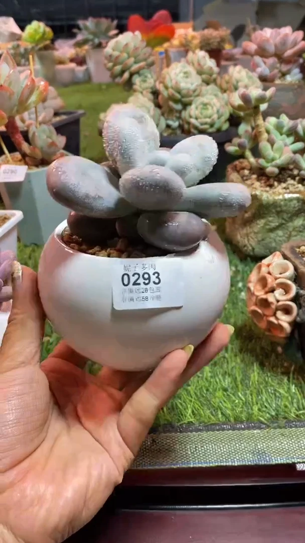 【闪购商品】0293