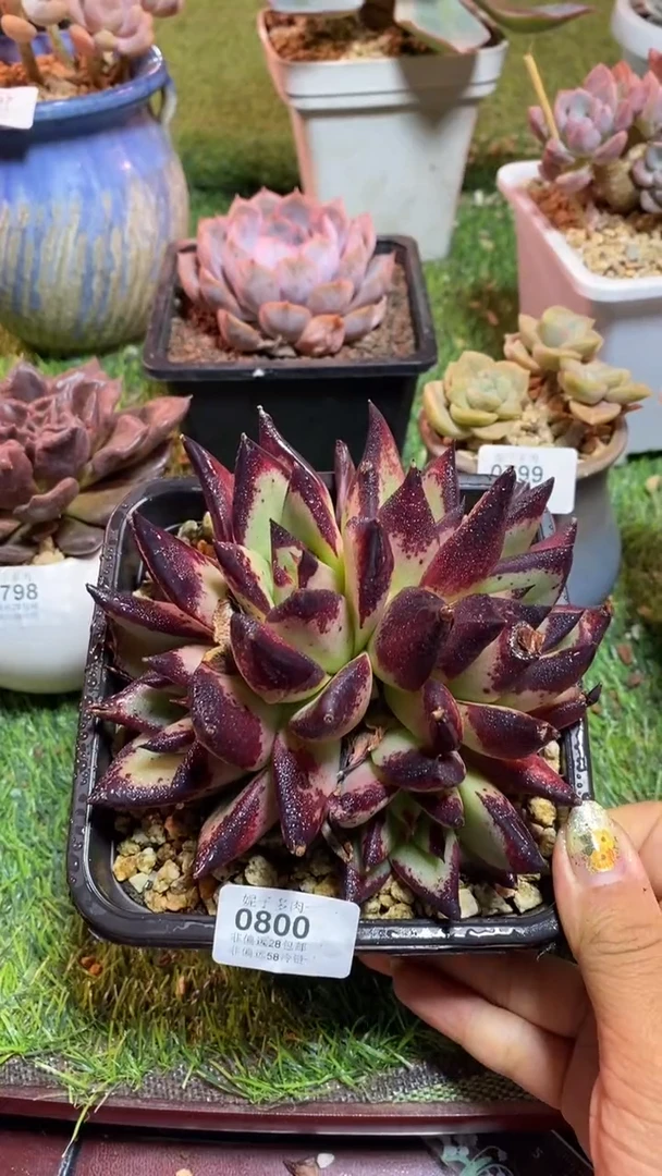 【闪购商品】0800