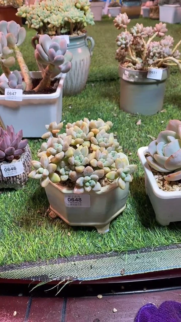 【闪购商品】0648