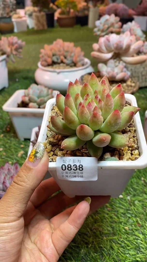 【闪购商品】0838