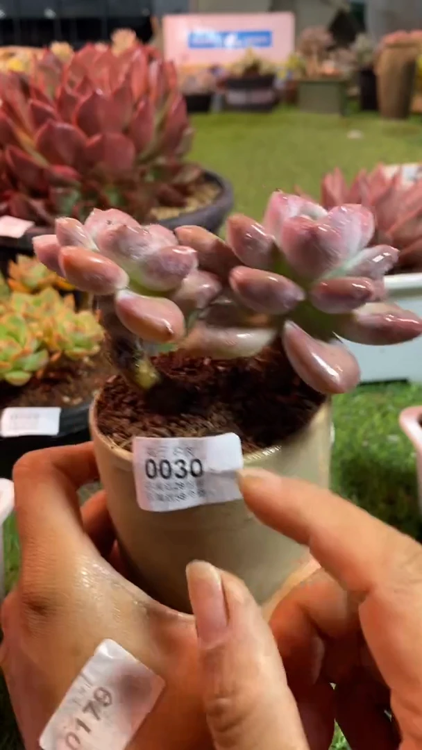 【闪购商品】0030