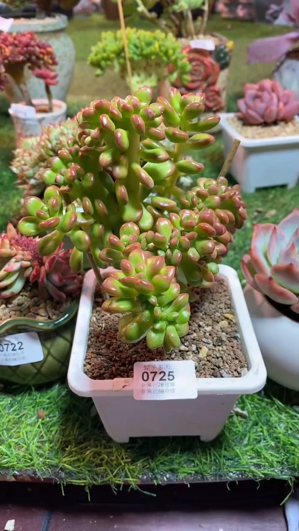 【闪购商品】0725