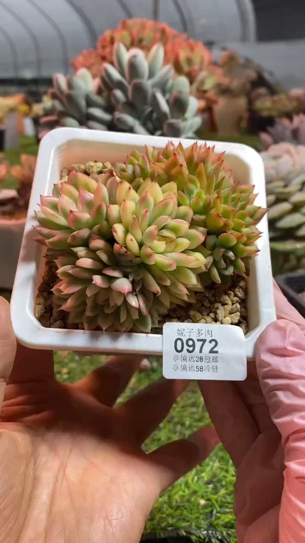 【闪购商品】0972