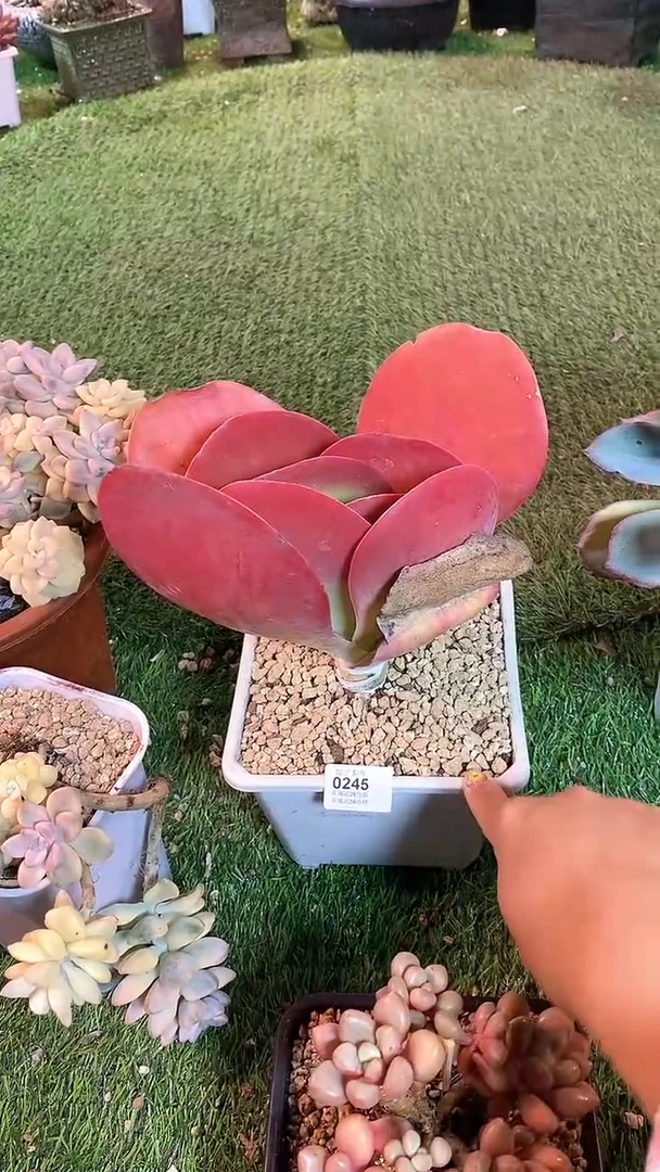 【闪购商品】0245