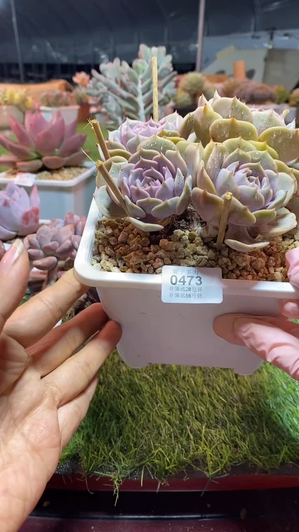 【闪购商品】0473