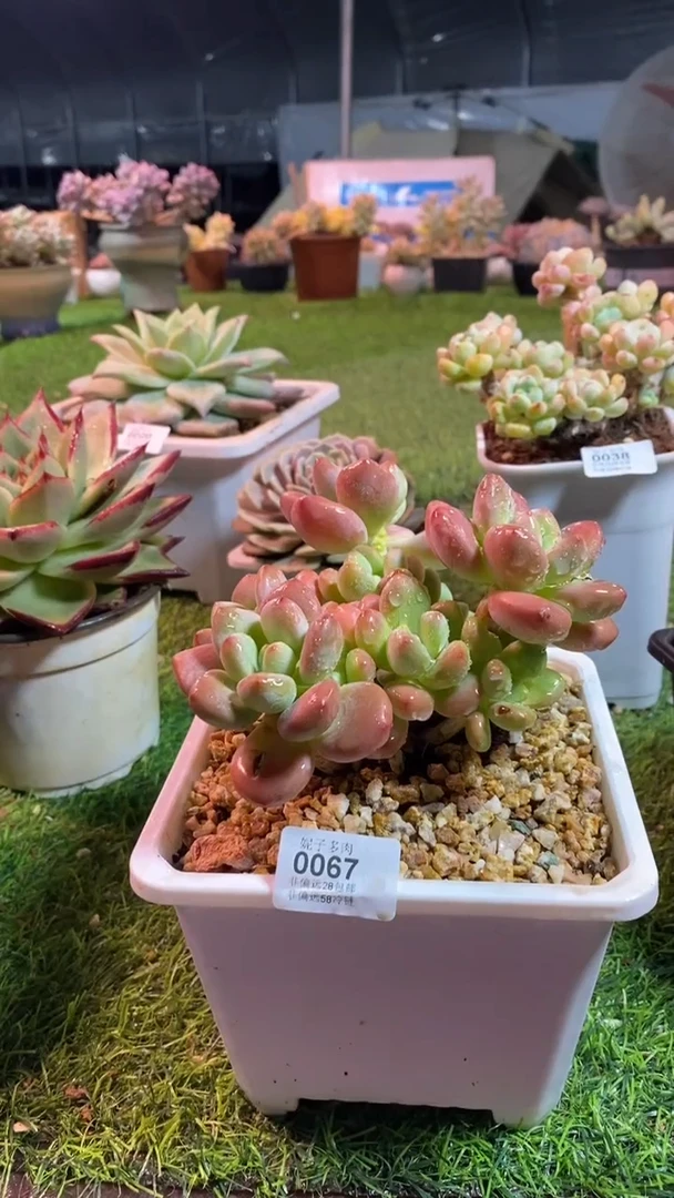 【闪购商品】0067