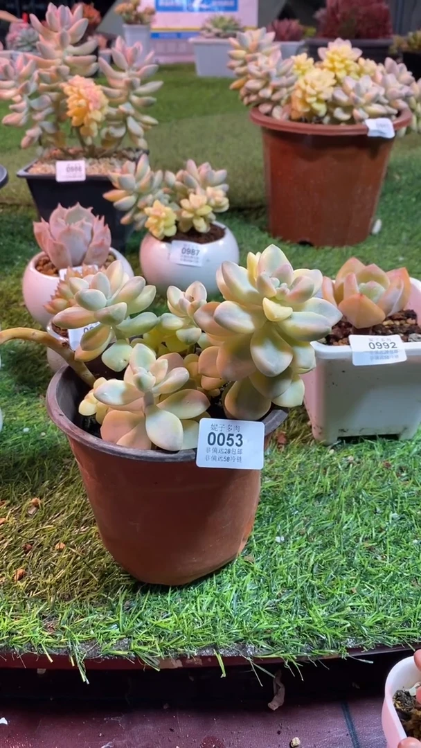 【闪购商品】0053