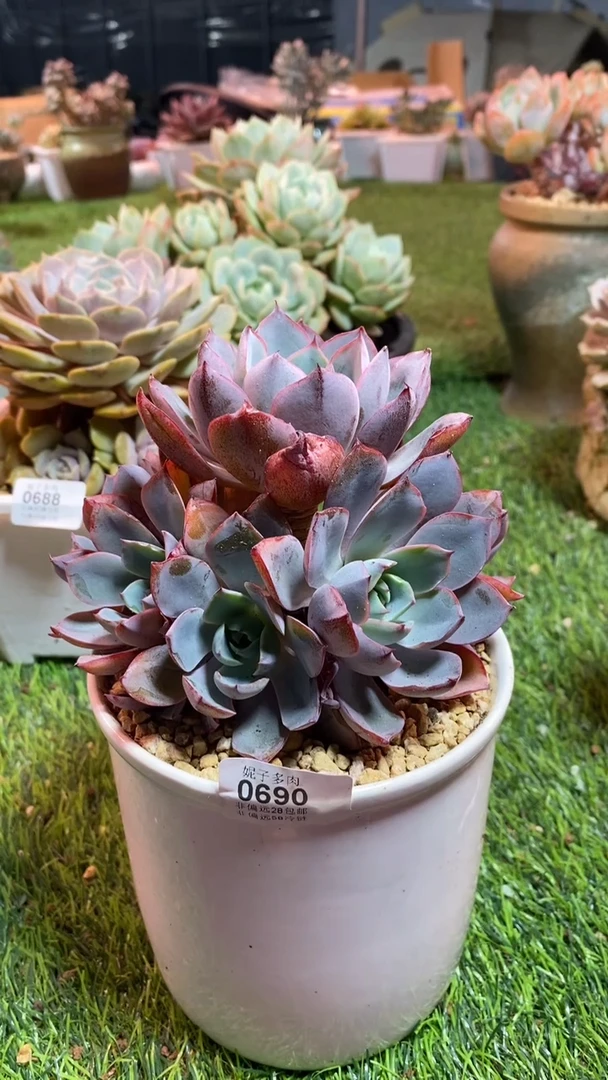 【闪购商品】0690