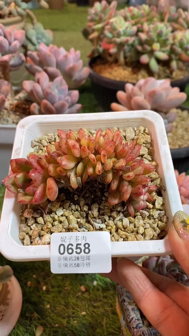 【闪购商品】0658