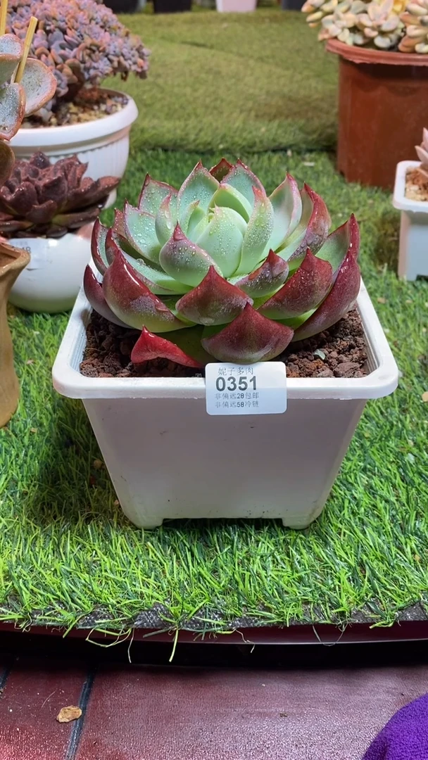 【闪购商品】0351