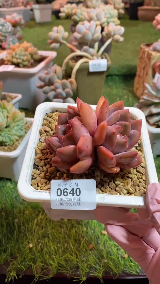 【闪购商品】0640