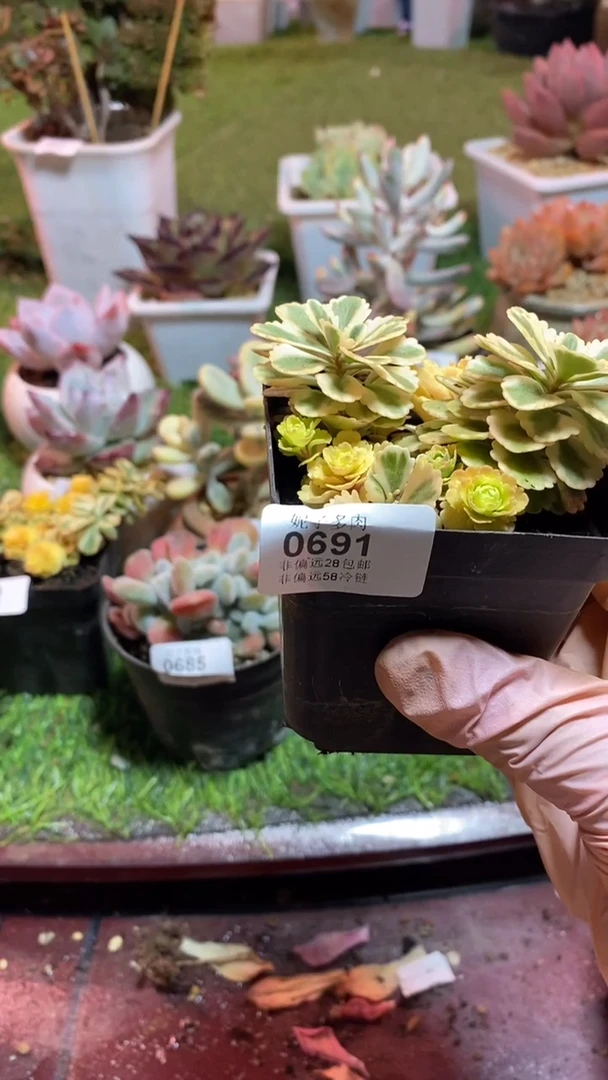 【闪购商品】0691