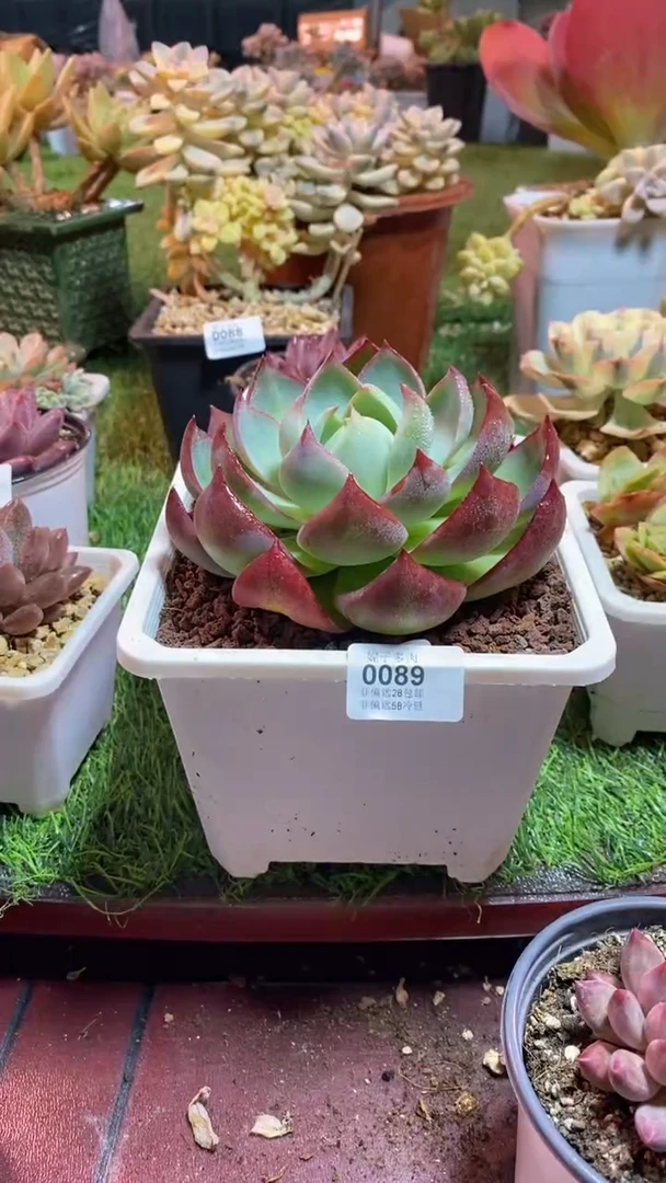 【闪购商品】0089