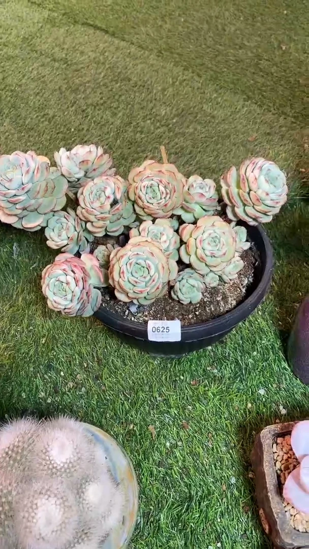 【闪购商品】0625