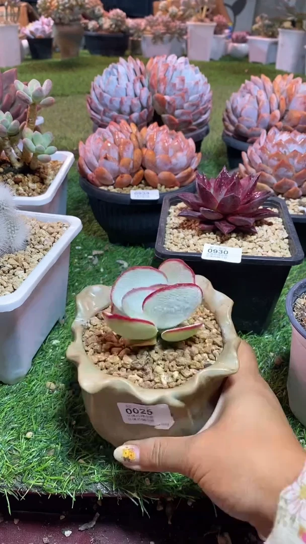 【闪购商品】0025