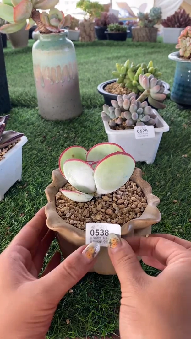 【闪购商品】0538