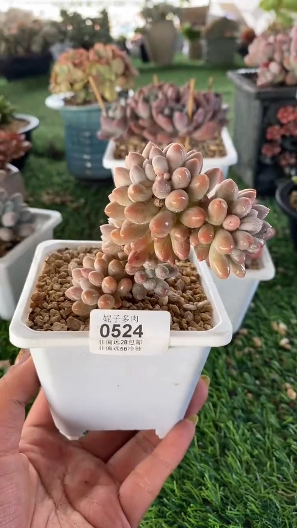 【闪购商品】0524