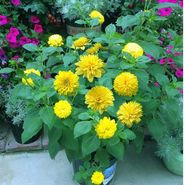 鲁馨花卉 宿根向日葵盆苗 致雅宝贝 多年生耐寒耐热耐晒宿根花卉