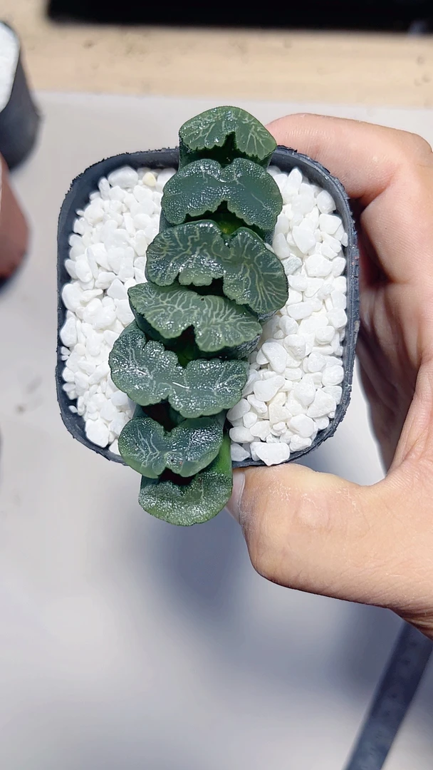 超级武后大冠服玉扇【多肉植物】