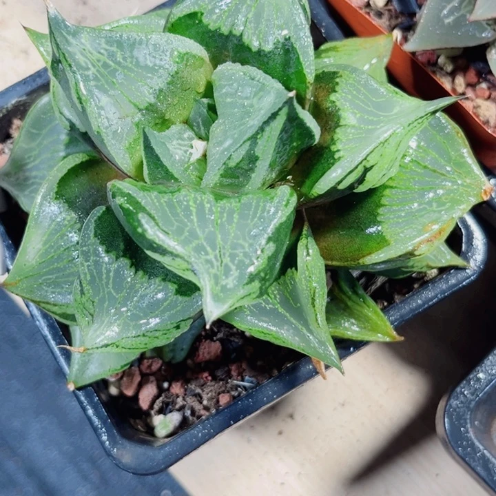 母本裹般若新手好养