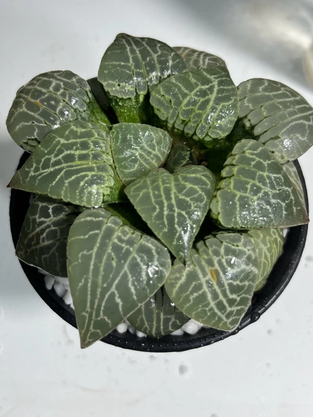 水晶康平101寿【多肉植物】