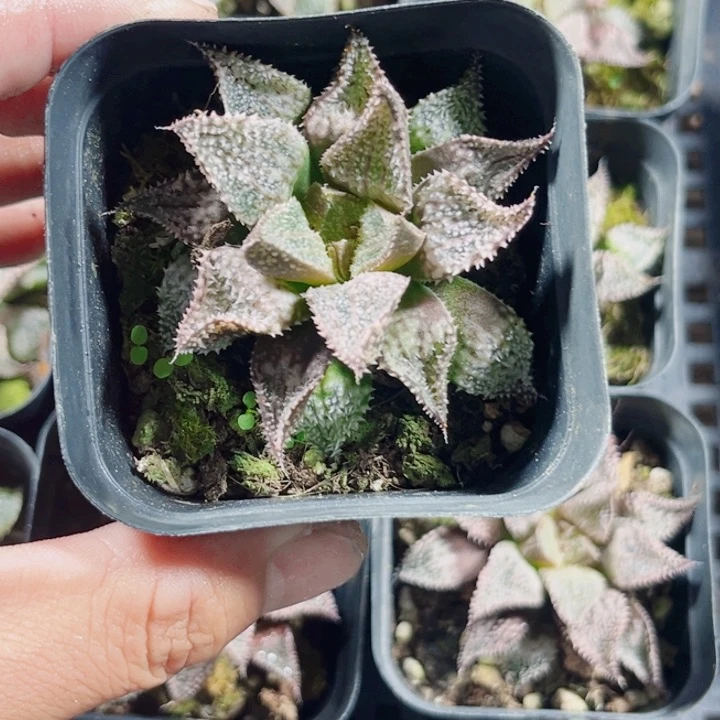 彩虹城新手好养系列