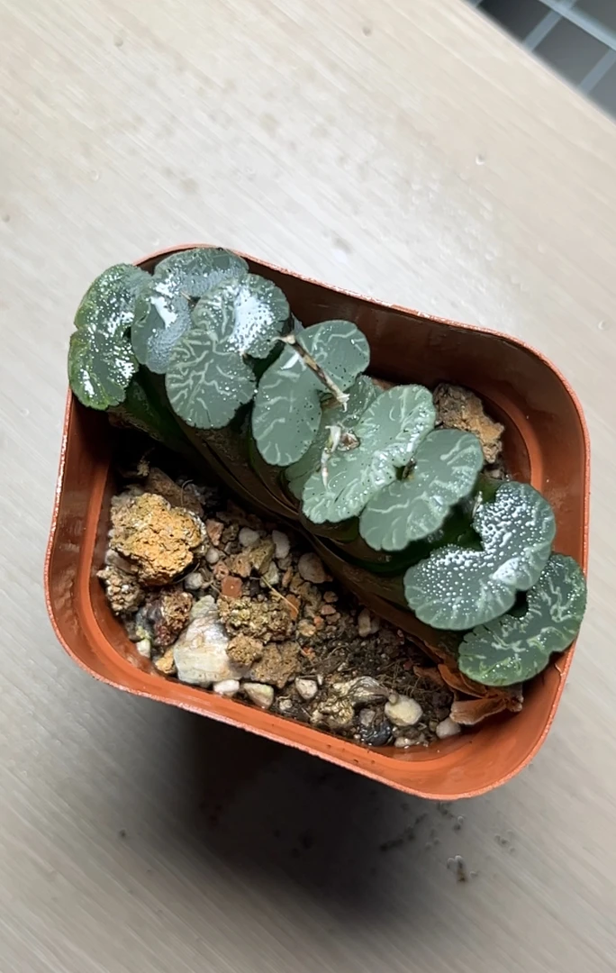 杨贵妃玉扇【满十六米包邮】