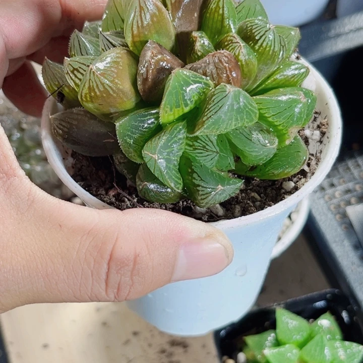 ✿****方实生玉露新手好养