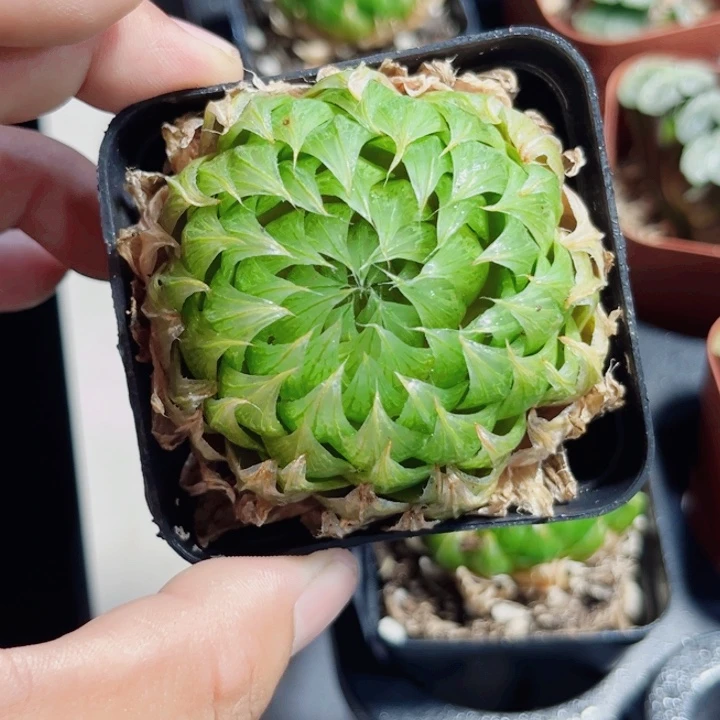 樱水晶新手好养系列