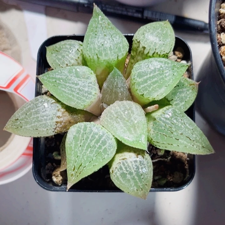 实生寿新手好养系列