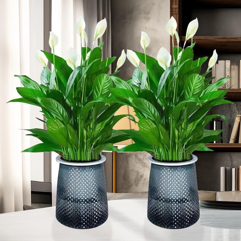 白掌水培植物一帆风顺盆栽办公室花卉植物绿萝鲜花四季开花易活