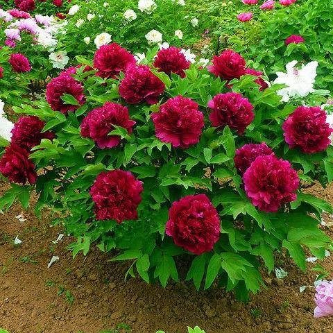正宗洛阳观赏牡丹花苗大苗室内四季盆栽花卉植物室外庭院观花绿植