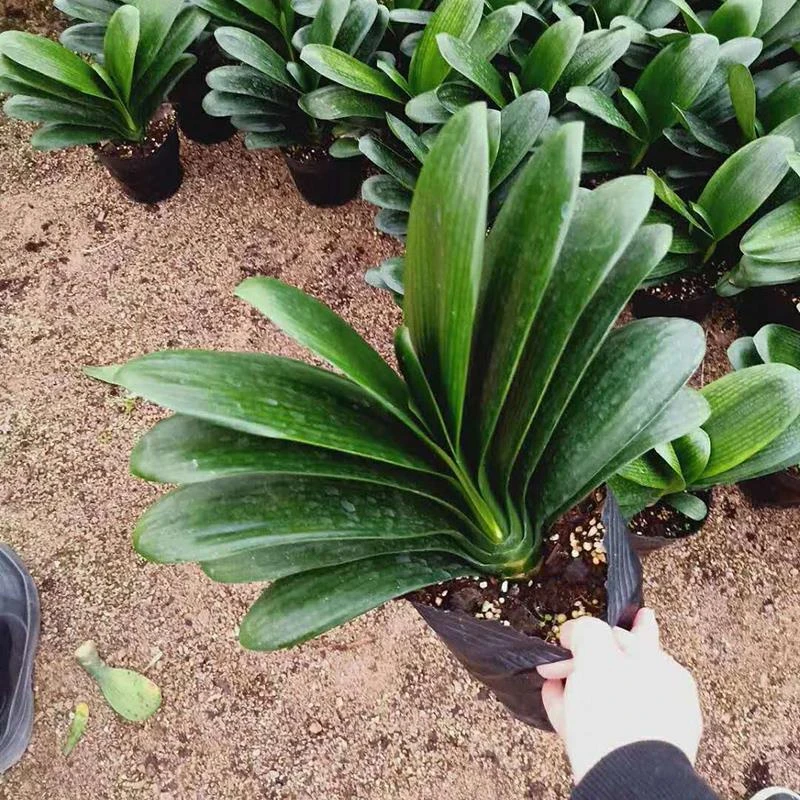 君子兰盆栽精品绿植花卉植物室内圆头和尚四季带花苞大苗当年开花