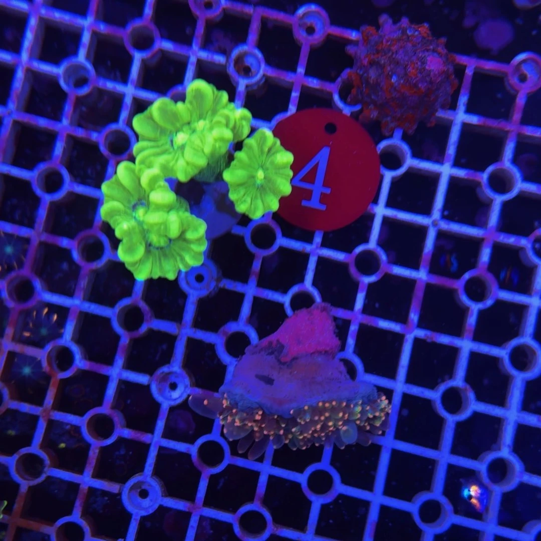 万鱼来朝海水观赏