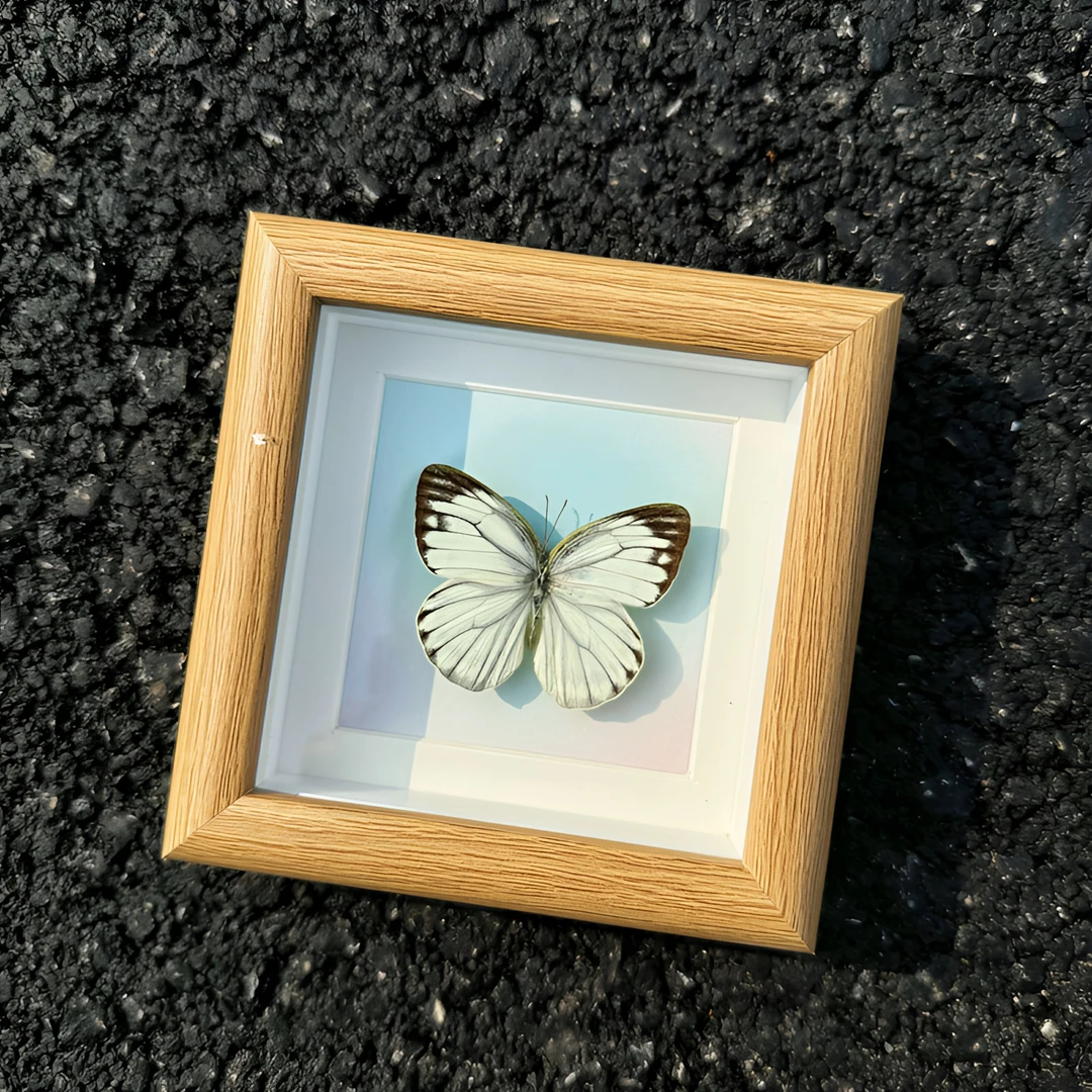 真蝴蝶标本小清新相框礼物摆件简约画精美女学生女朋友浪漫创意
