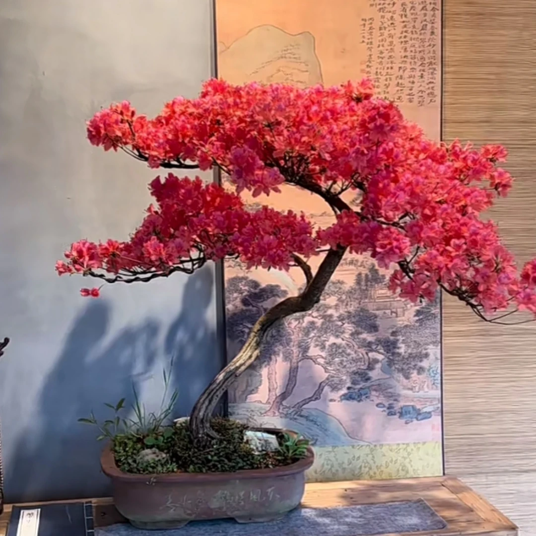 大别山先花后叶映山红紫花，红花