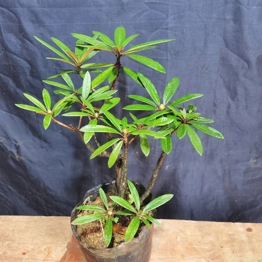 马缨杜鹃。赏花观秆植物。