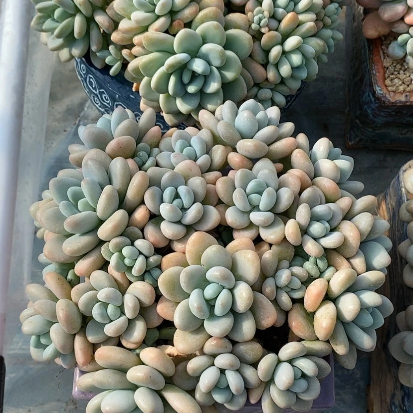 【闪购商品】多肉植物
