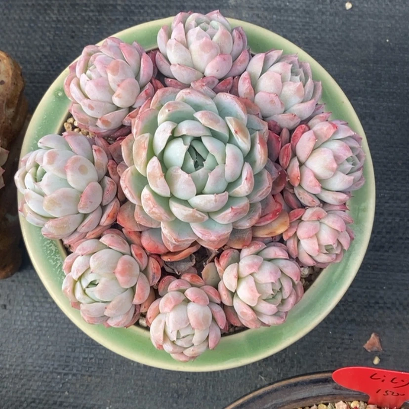 【闪购商品】111111