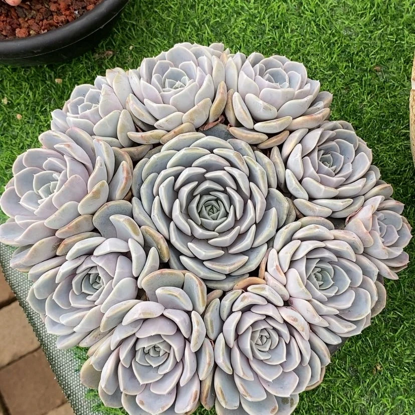 【闪购商品】多肉植物
