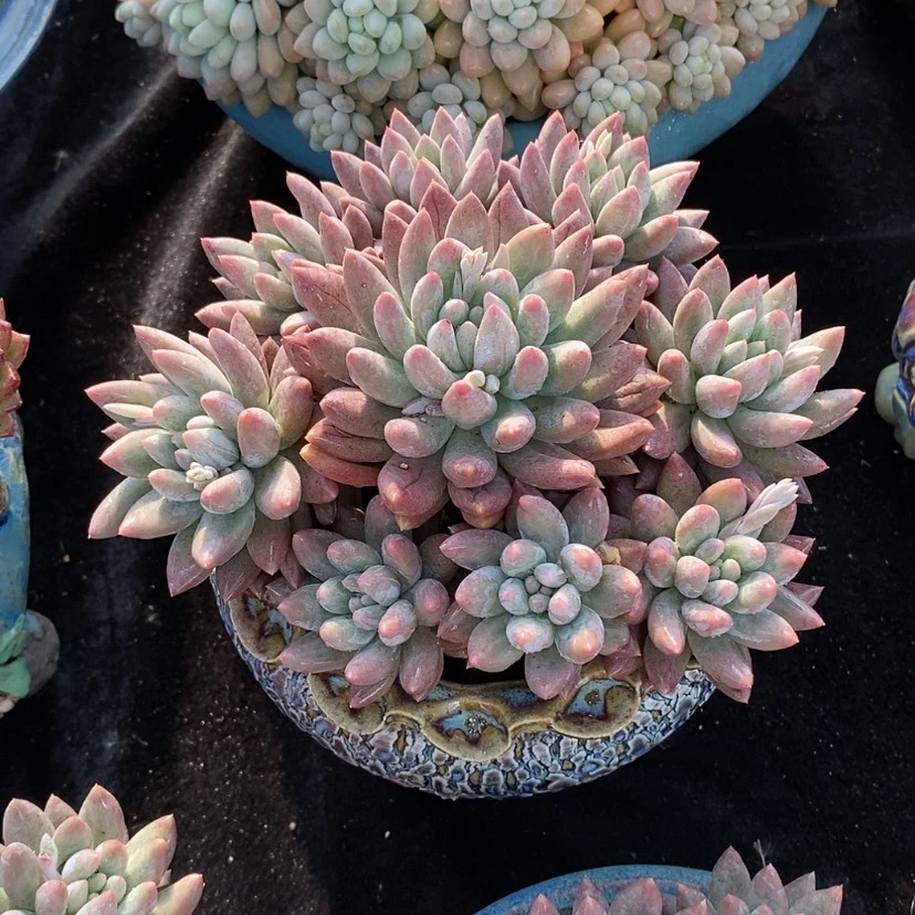 【闪购商品】多肉植物
