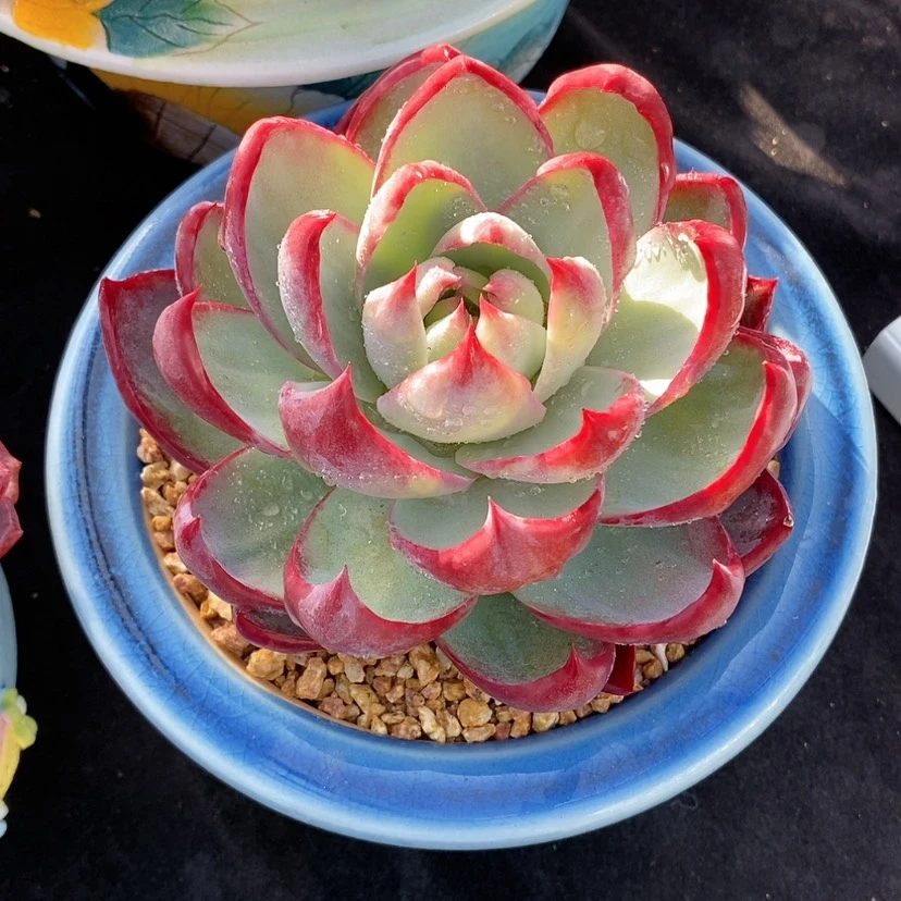 【闪购商品】惊鸿带盆