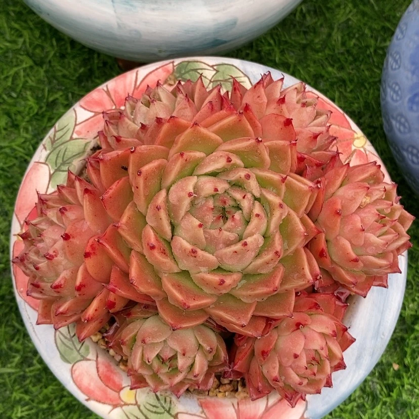 【闪购商品】间谍多肉